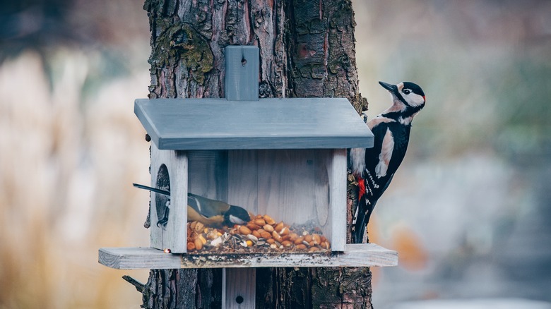 A woodpecker next to a bird house.
