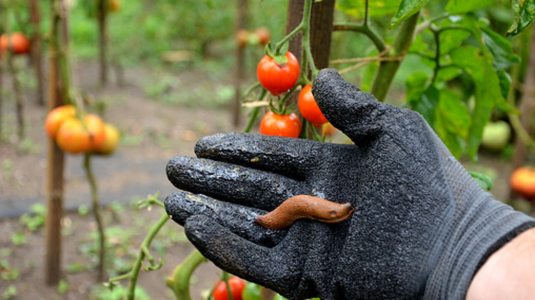 A hand wearing a gardening glove, holding a slug up against a backdrop of tomatoes