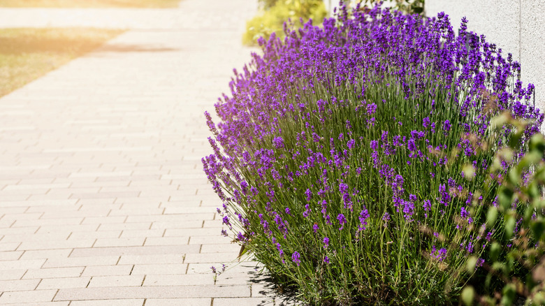 French lavenders growing along sidewalk