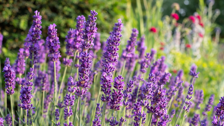 Lavender flowers in a garden