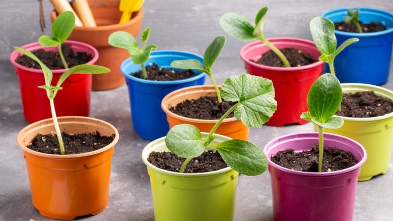 Seedlings growing in colorful plastic pots.