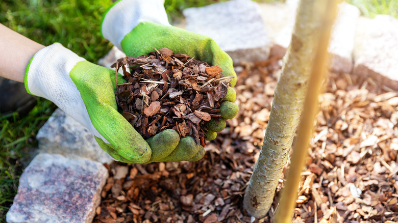 mulch gloves hands holding chips