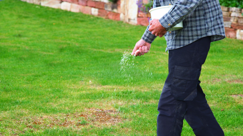 Man overseeding bare grass spots