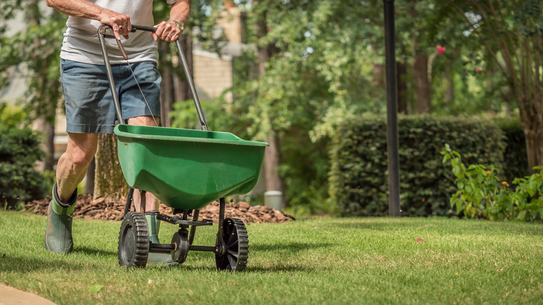 Person overseeding lawn