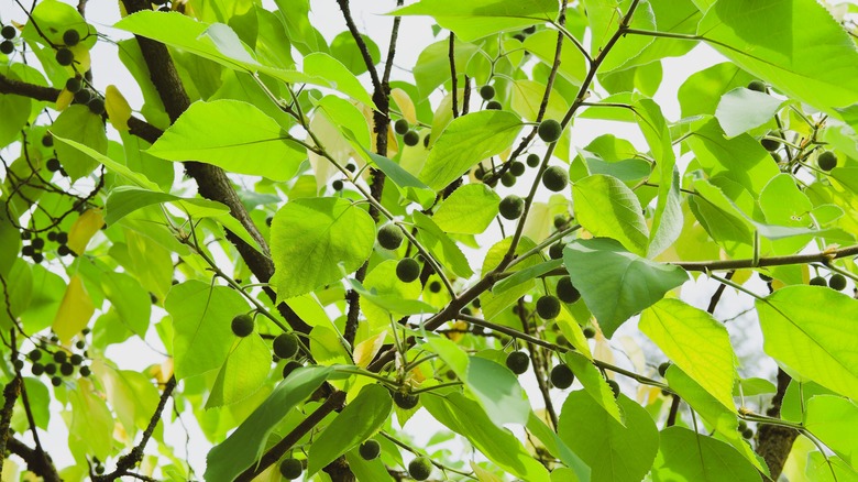 hackberry tree leaves with berries