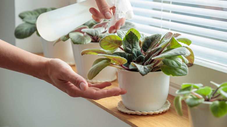 A person tending plants in home