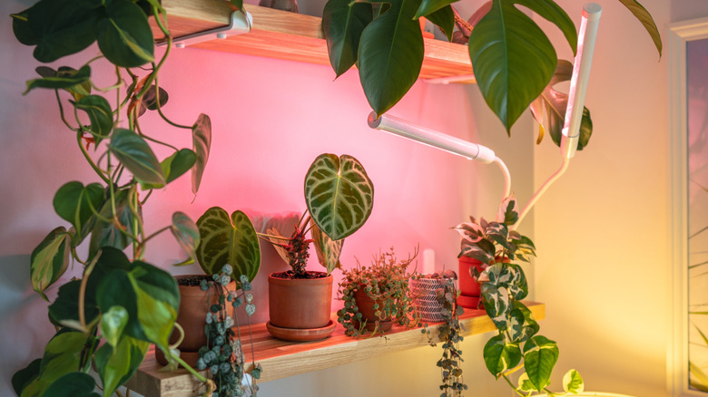 Various potted plants on shelves with plant lights