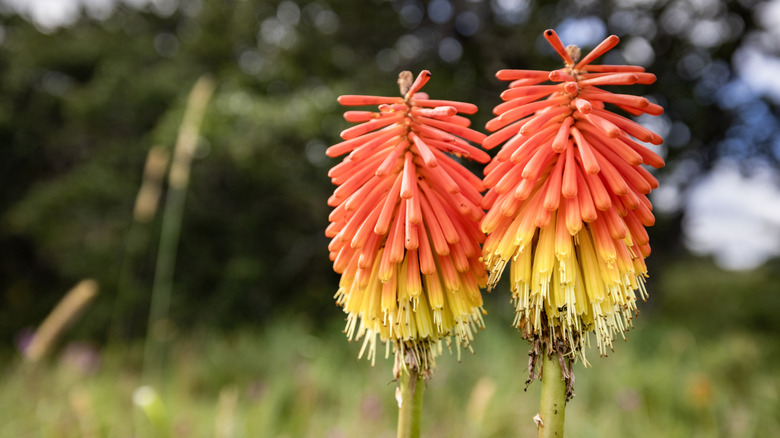 Close-up on two Red Hot Poker flowers in a meadow.