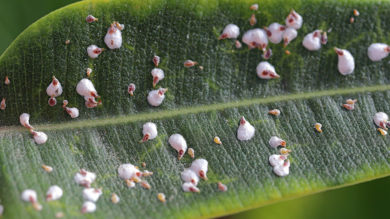 A closeup of the tiny scale insects on a leaf