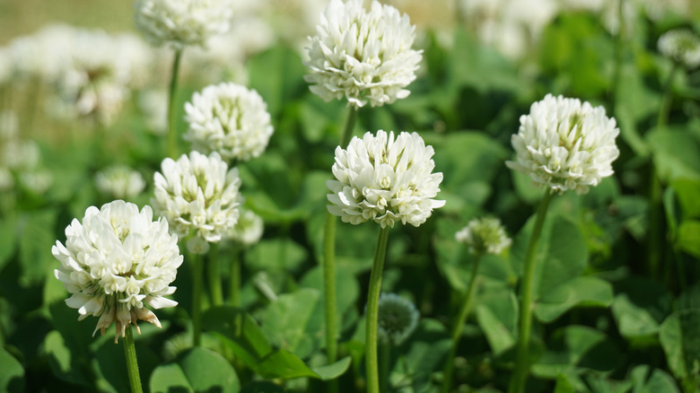 white clover in lawn