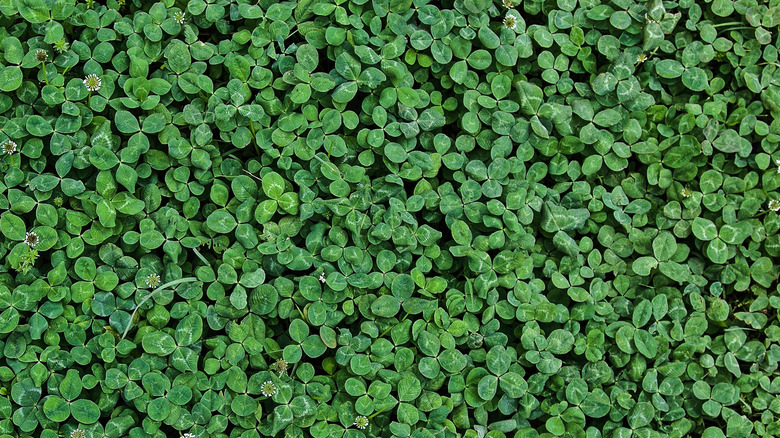 microclover lawn