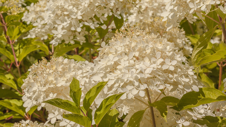 Brussels lace hydrangea flowers