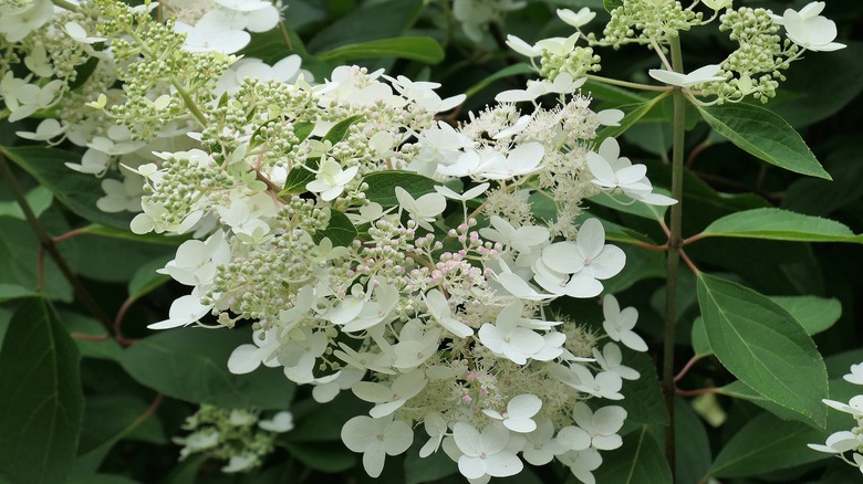 Chantilly lace hydrangeas