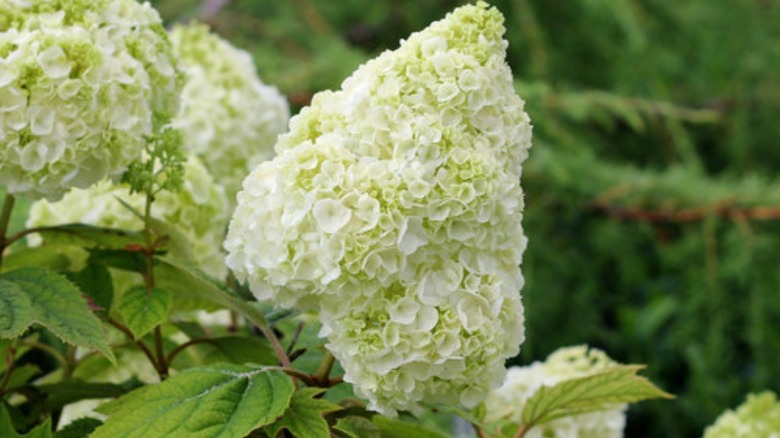 Gatsby moon hydrangeas flowers