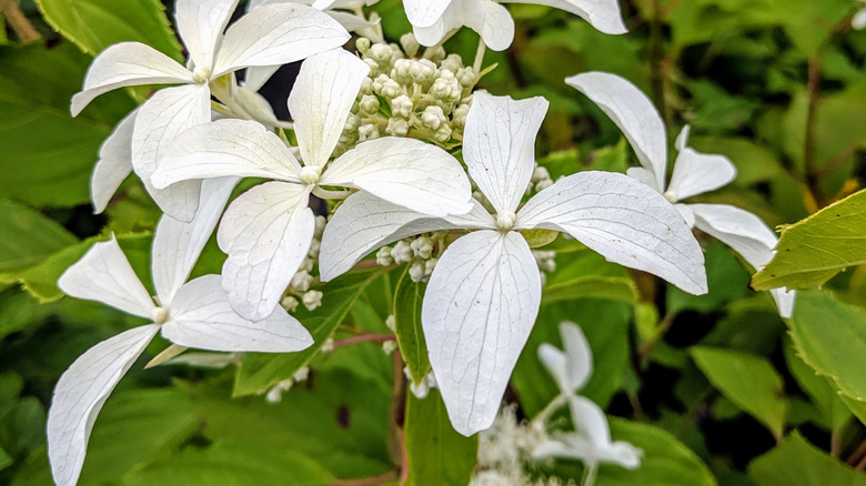 Great star hydrangea flowers