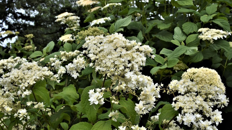 hayes starburst hydrangeas plant
