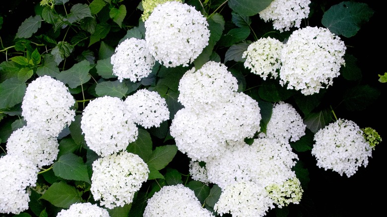 shrub of incrediball hydrangeas