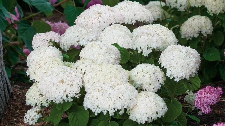 Invincibelle wee white hydrangeas