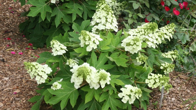 munchkin hydrangeas plant