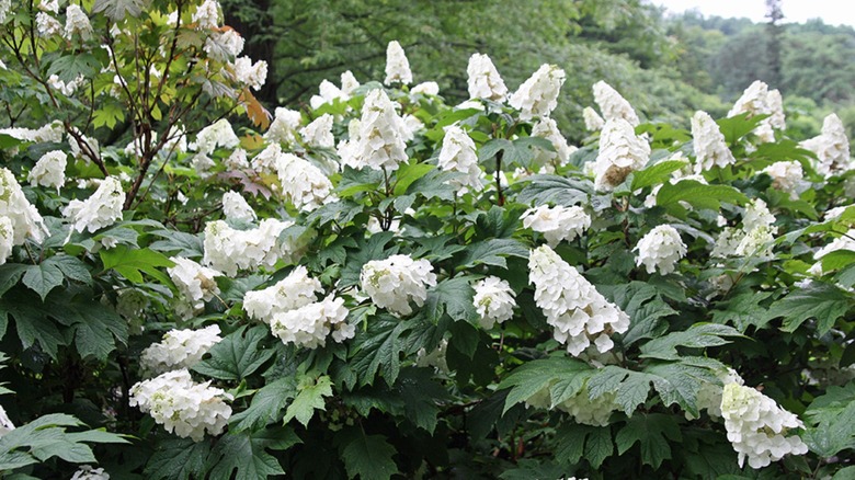 bushes of snow queen hydrangeas