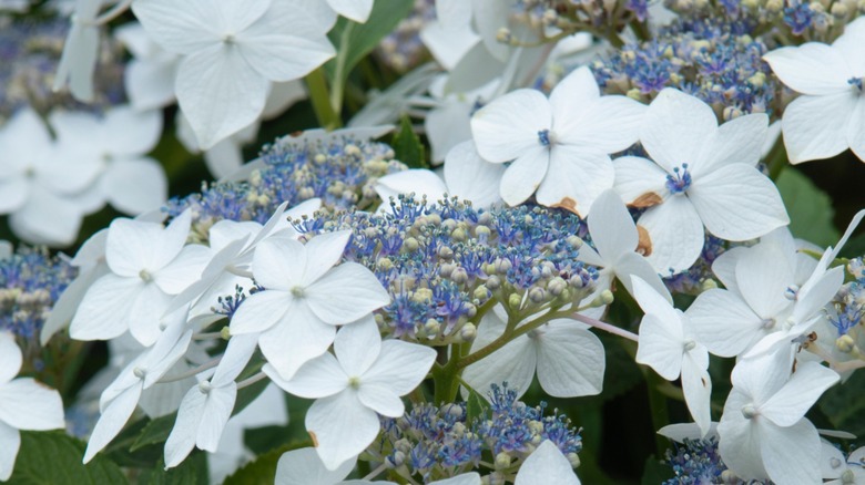 Veitchii hydrangea flowers