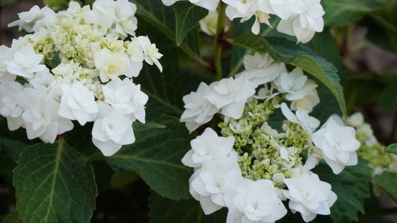 wedding gown hydrangeas 