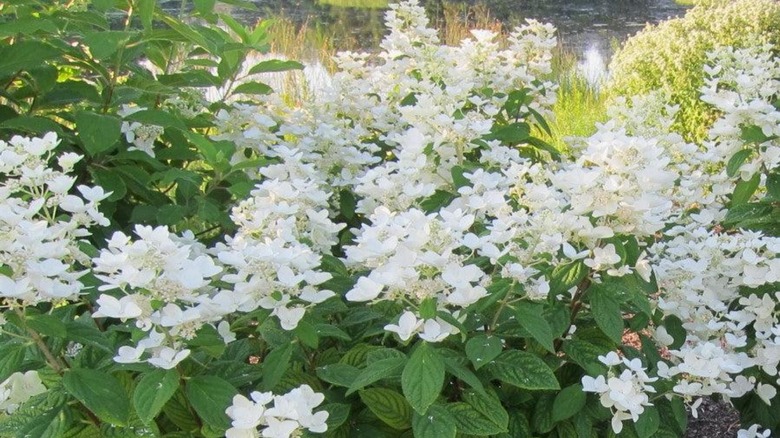 White diamonds hydrangeas shrub