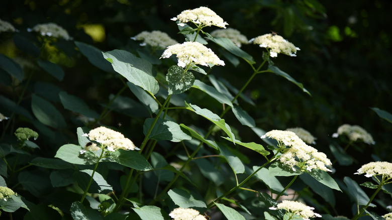 White dome hydrangeas