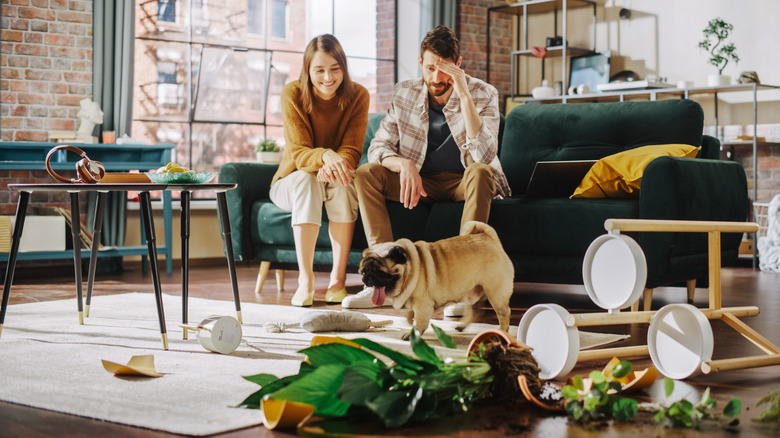 A pug has just knocked over a potted plant onto a white rug, and its owners look on with amusement from the couch.