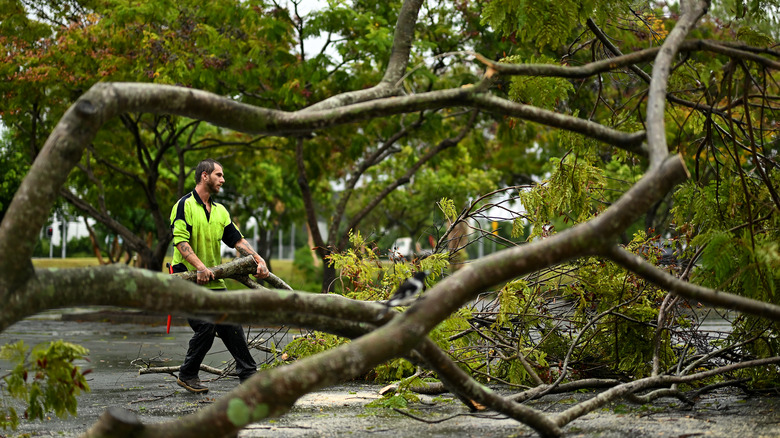 A man works to remove a large tree that has fallen across a street