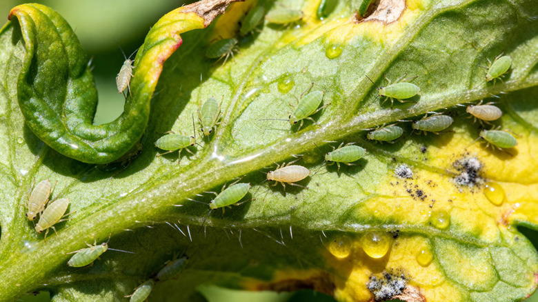 Aphid infestation on the underside of a tomato leaf