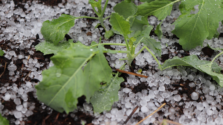 Hail damage on young seedlings