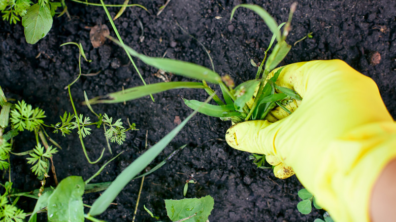 Gardener wearing a yellow glove removing a weed