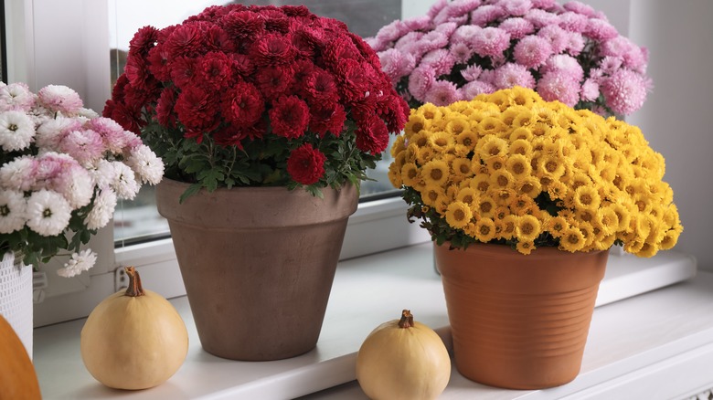 potted chrysanthemums