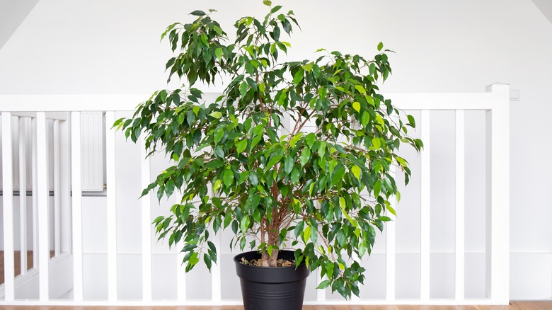 ficus benjamina or weeping fig