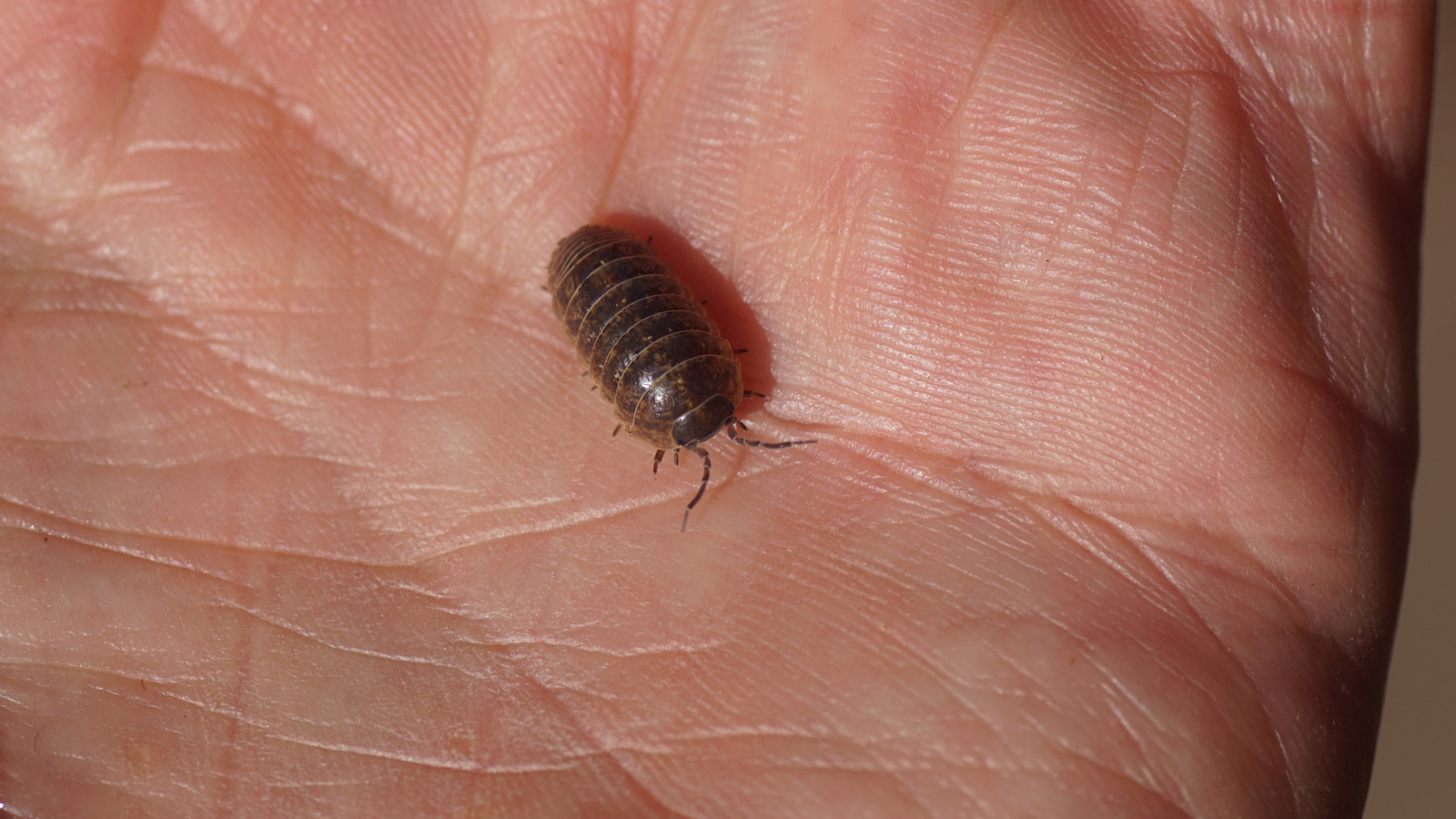 Why a Roly-Poly Infestation Might Indicate Larger Issues in Your Home