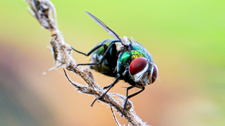 Close-up of a fly