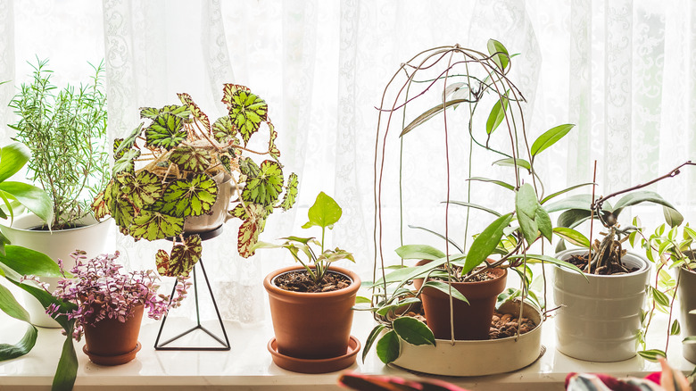 Lots of houseplants growing in pots on a bright windowsill.