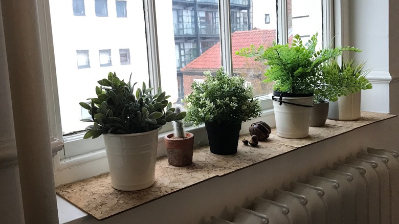 Assortment of evergreen plants in pots on windowsill