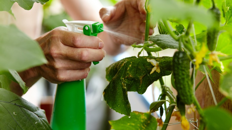 Person spraying cucumber plant