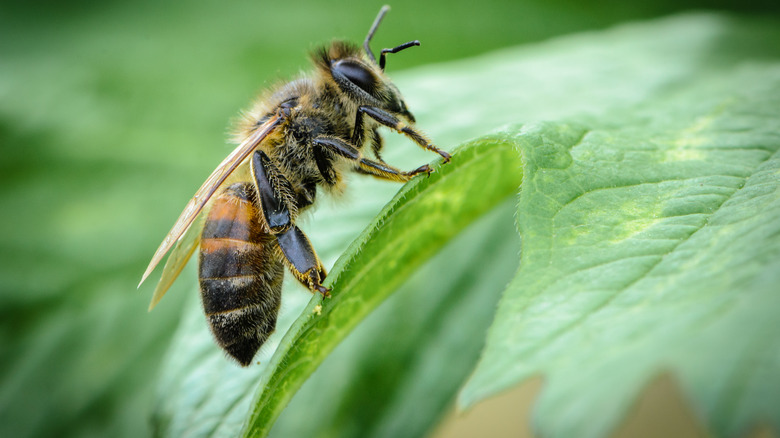 bee on leaf