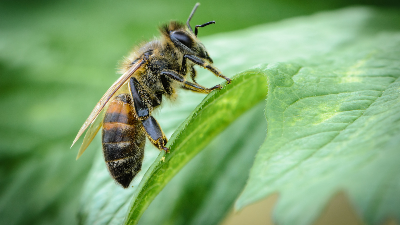 Bee get. Российская пчела. Пчела сидит. Пчела сидит на стене.