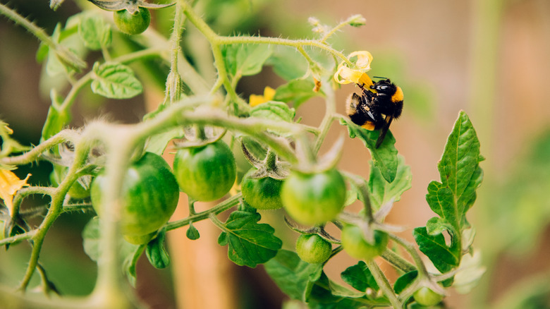 bee pollinating tomato plant