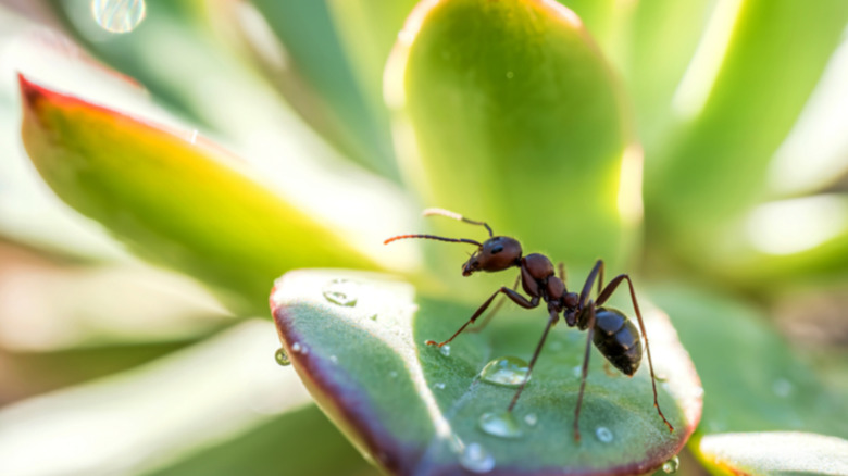 Closeup of an ant on a succulent leaf