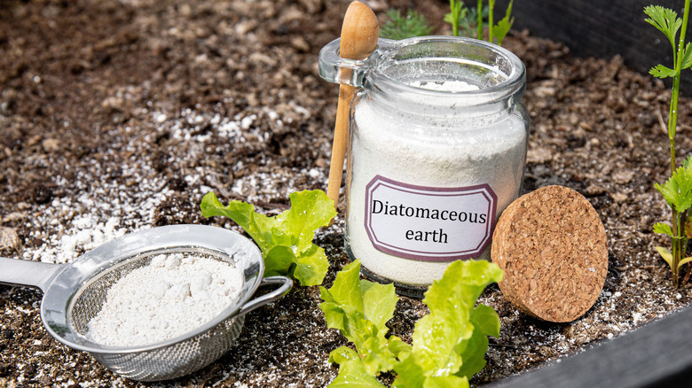 Open jar of Diatomaceous earth next to a sifter full of it on the ground