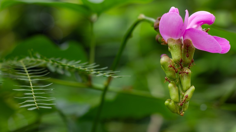 Ants on a pink flower in a garden