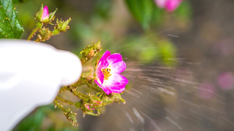 Spraying aphids off a flower