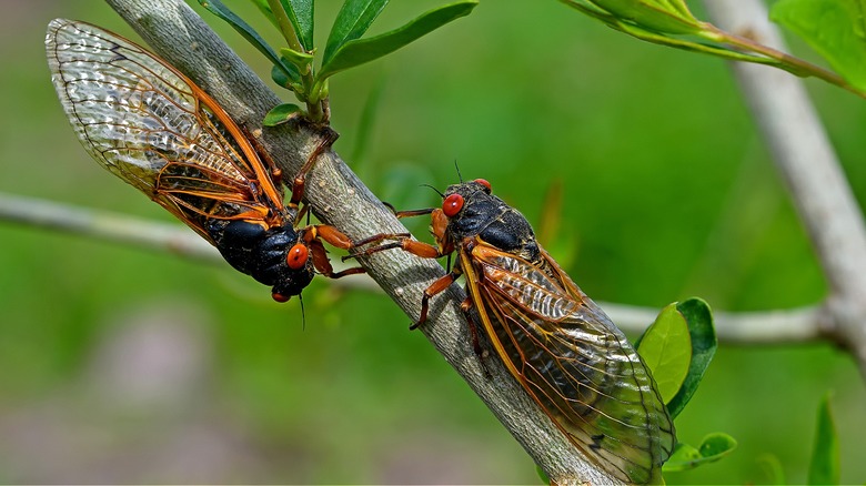 Two cicadas sitting on a branch