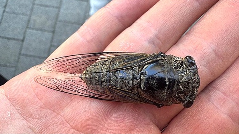 Close-up of a cicada in a person's hand