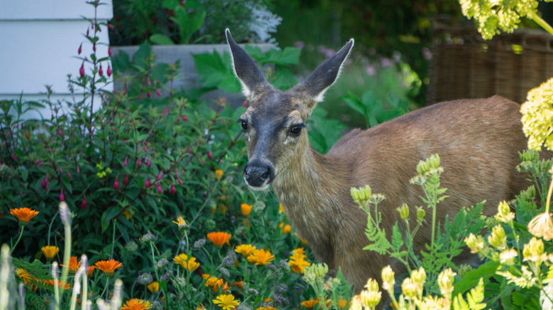 deer in an outside garden